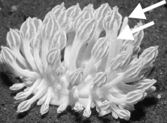 Mimicking a soft coral, Xeniid; Photo: Photo: J. Shaffelner; in Coral Reefs, 2001, 20:66
